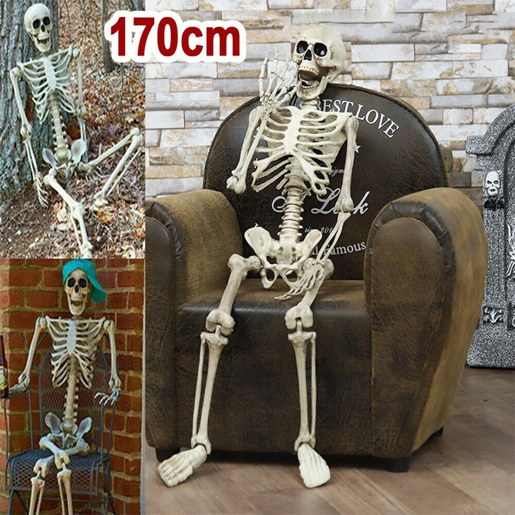 Full-Size Posable Halloween Skeleton 💀