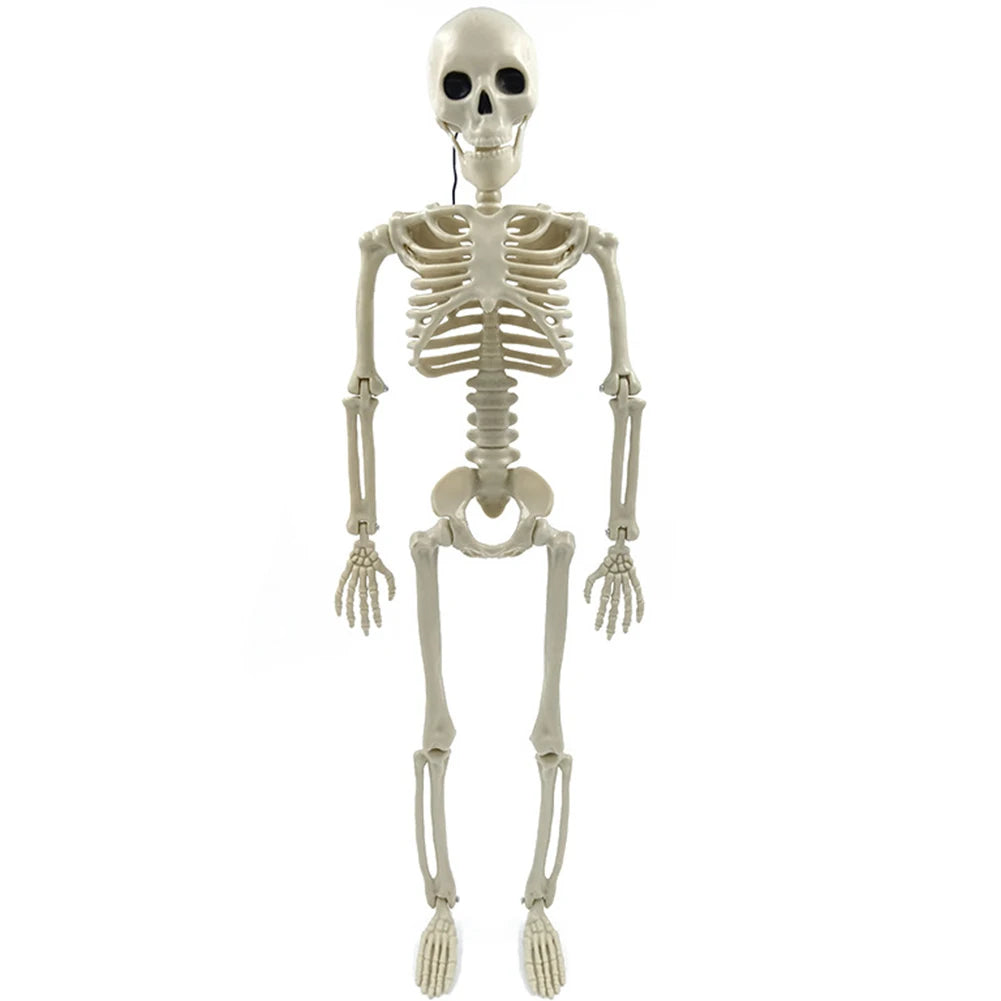 Full-Size Posable Halloween Skeleton 💀