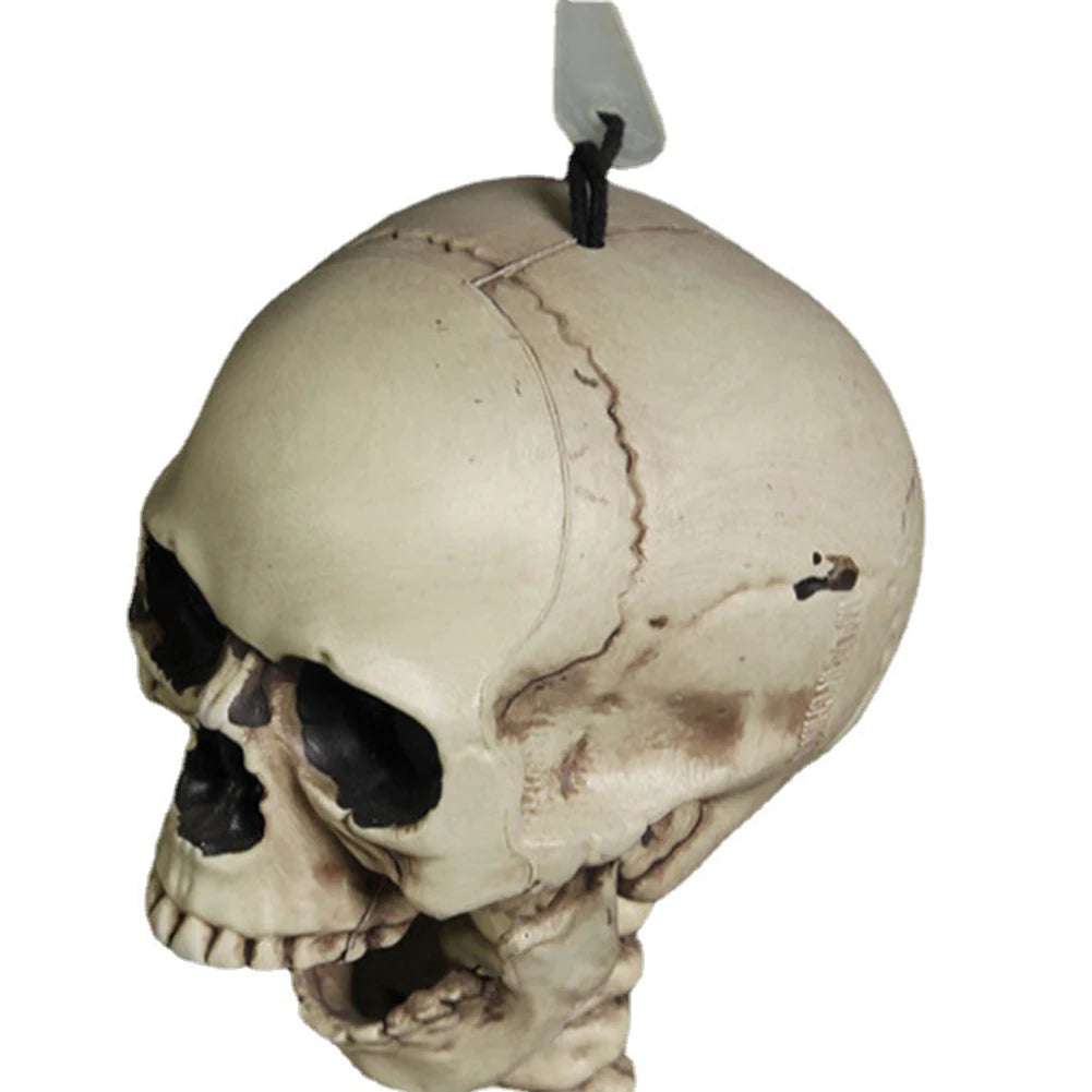 Full-Size Posable Halloween Skeleton 💀