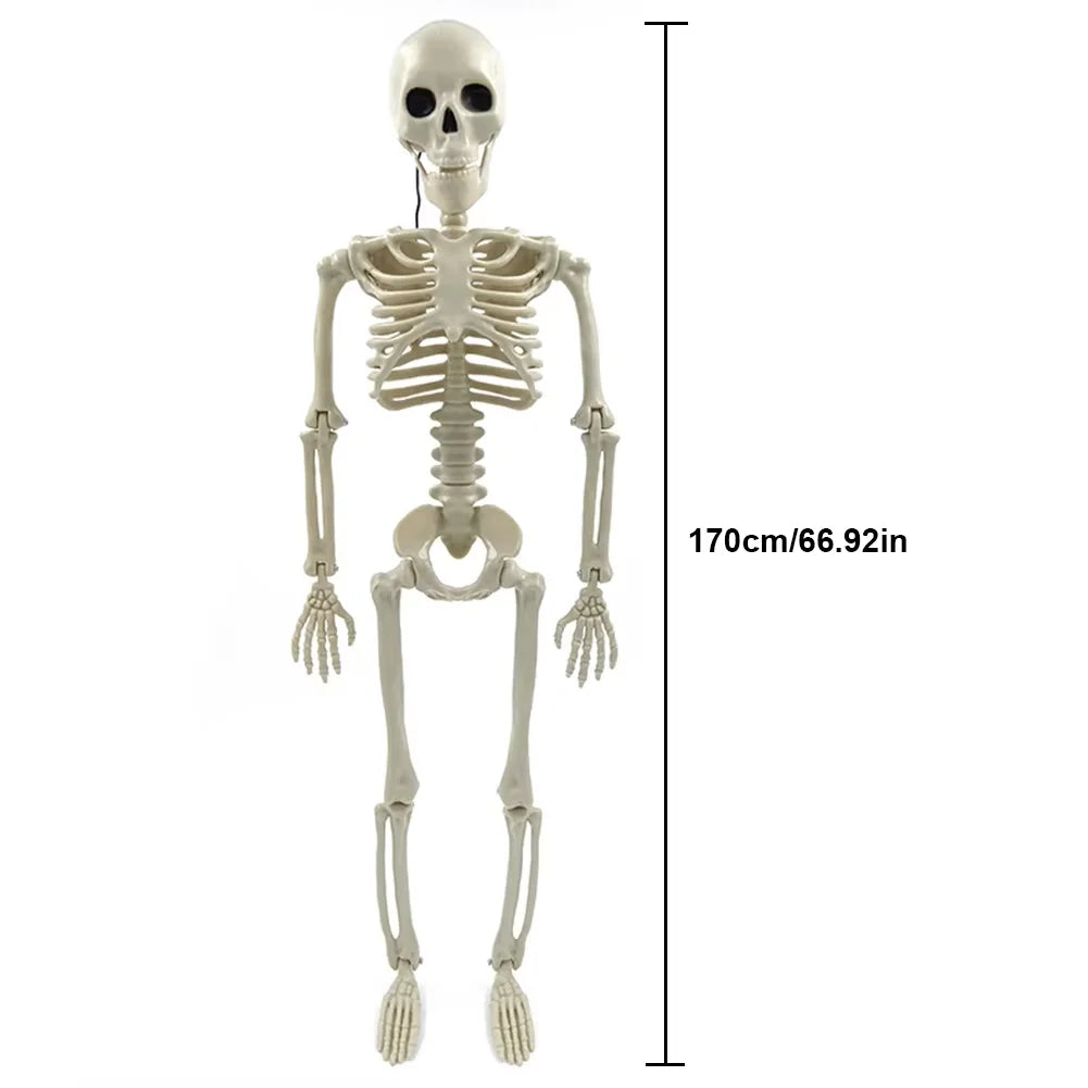 Full-Size Posable Halloween Skeleton 💀